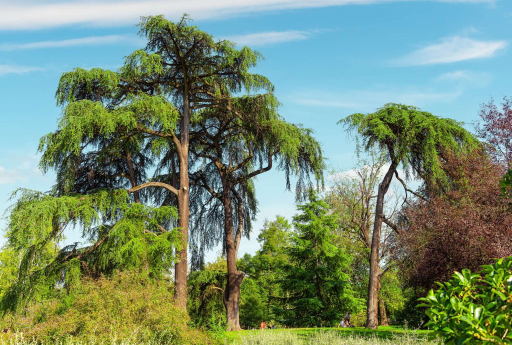 Tall cedar trees in sunny green park