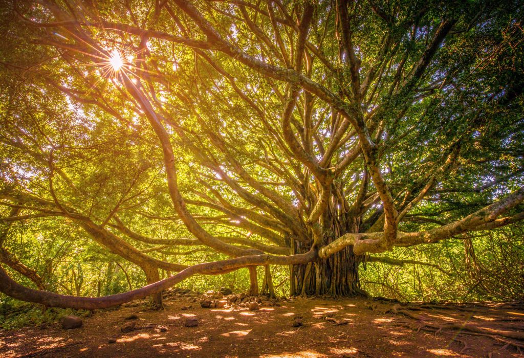 Sunlight filtering through sprawling banyan tree branches