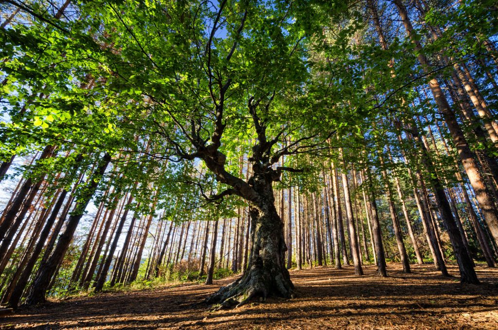 Large old tree in sunlit pine forest