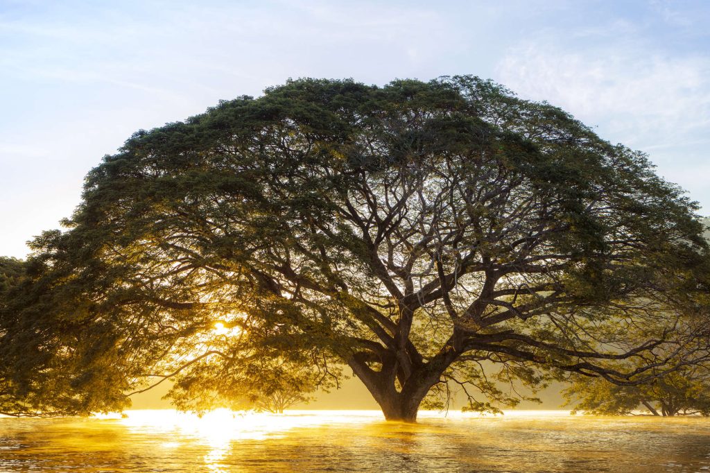 Large tree in flooded water at sunset