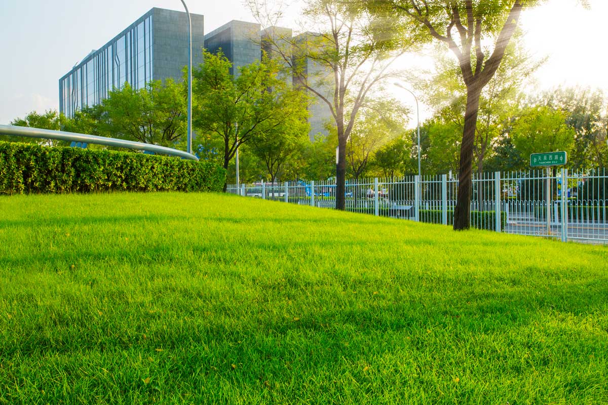 Green Lawn Beside Modern Buildings In The City